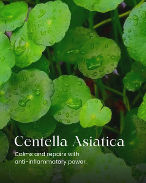 Rehydrate – Instant Plump Action Serum